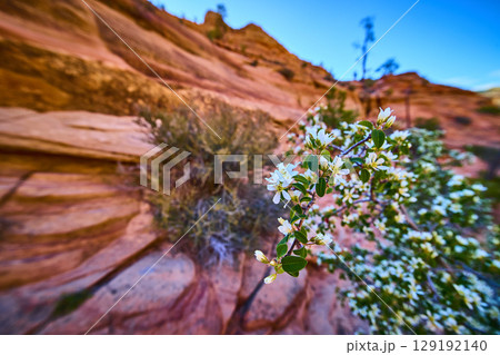 White Desert Blossoms and Red Sandstone Cliffs Low Eye Level Perspective 129192140