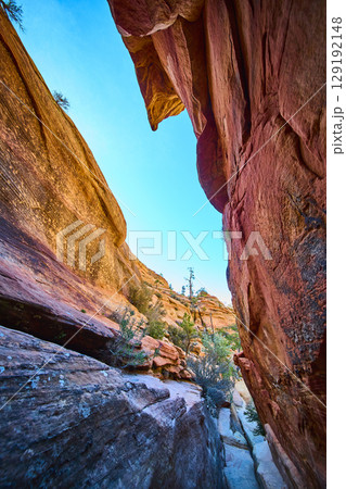 Red Sandstone Slot Canyon Walls and Desert Plants Upward View in Sunlight Red Sandstone Slot Canyon Walls and Desert Plants Upward View in Sunlight 129192148