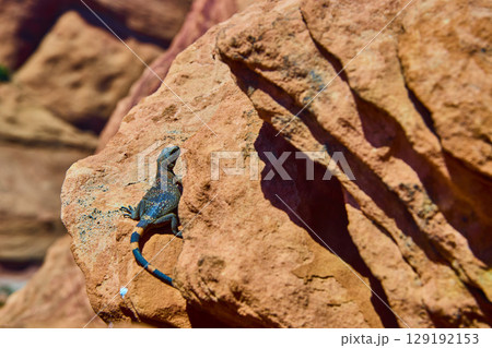 Colorful Desert Lizard on Sunlit Sandstone Rock Eye Level Close Up Colorful Desert Lizard on Sunlit Sandstone Rock Eye Level Close Up 129192153