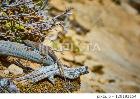 Desert Lizard on Driftwood with Dry Twigs Eye Level Close Up Desert Lizard on Driftwood with Dry Twigs Eye Level Close Up 129192154