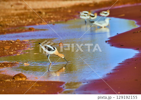 American Avocets Foraging in Shallow Wetland Water at Eye Level Perspective American Avocets Foraging in Shallow Wetland Water at Eye Level Perspective 129192155
