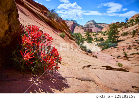 Red Wildflowers and Sandstone Desert Flora Close Up on Sunlit Slope Perspective Red Wildflowers and Sandstone Desert Flora Close Up on Sunlit Slope Perspective 129192158