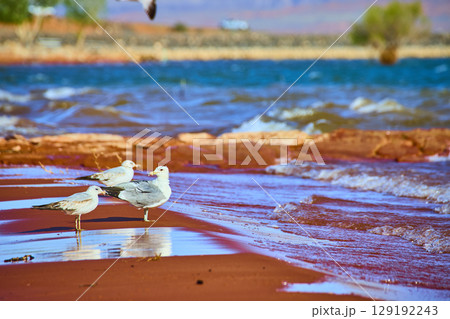Seagulls on Red Sand Beach with Desert Lake Motion Eye Level Perspective 129192243