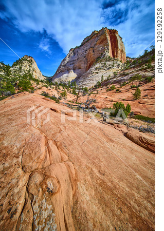 Sandstone Cliffs Desert Pines and Cracked Rock Zion National Park Wide 129192258