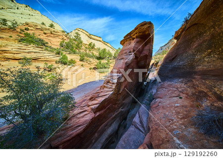 Red Sandstone Slab Slot Canyon and Desert Pines Zion Low Angle View Red Sandstone Slab Slot Canyon and Desert Pines Zion Low Angle View 129192260