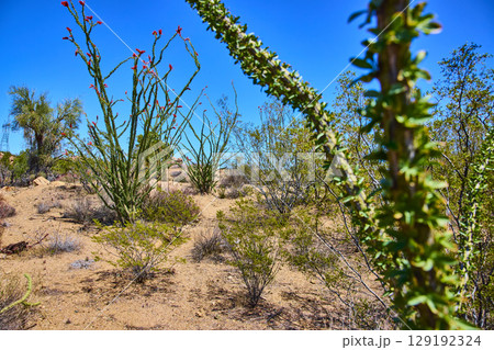 Ocotillo Desert Flowers and Cacti with Electric Tower Midday Depth Perspective 129192324