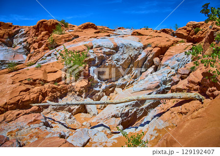 Red Sandstone Formations Fallen Tree and Desert Vegetation Eye Level Perspective Red Sandstone Formations Fallen Tree and Desert Vegetation Eye Level Perspective 129192407