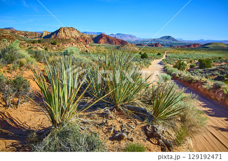 Yucca Plants Red Rock Formations and Winding Dirt Road with Elevated View 129192471