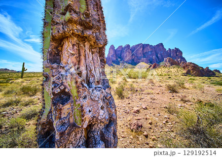 Saguaro Cactus Trunk and Sonoran Desert with Superstition Mountains Close Up 129192514