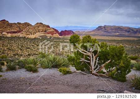 Red Rock Canyon Desert Landscape with Juniper Tree Under Overcast Sky Red Rock Canyon Desert Landscape with Juniper Tree Under Overcast Sky 129192520