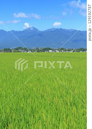 夏の安曇野　田園と北アルプス 129192787