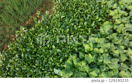 Aerial view of  vegetable plants growing at field 129193235