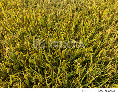 Aerial view of the rice field from drone 129193238