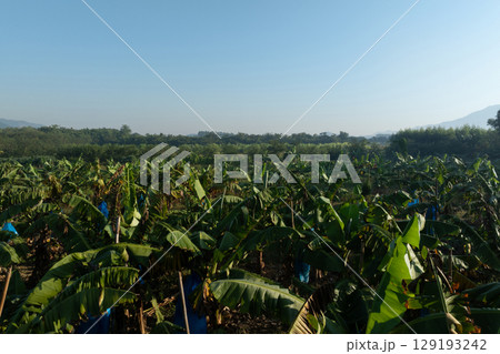 Banana trees growing in field 129193242