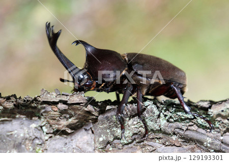 木に登るカブトムシ 木に登るカブトムシ 129193301
