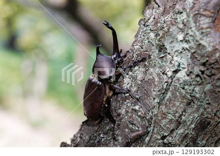 木に登るカブトムシ 129193302