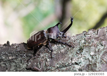 木に登るカブトムシ 129193303