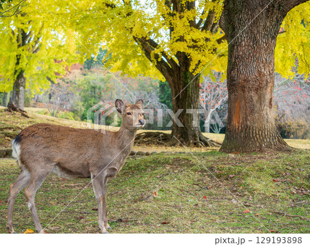 秋の紅葉に染まる奈良公園の鹿 129193898