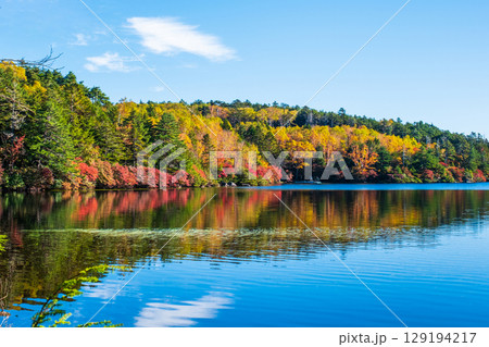 秋の白駒池 129194217