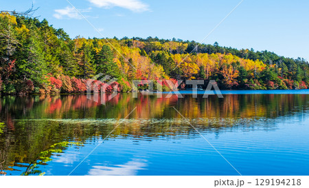 秋の白駒池 129194218