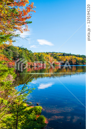 秋の白駒池 129194220