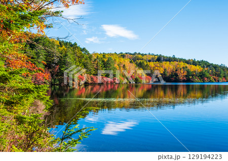 秋の白駒池 129194223