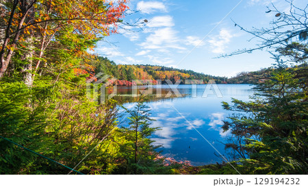 秋の白駒池 129194232