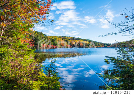 秋の白駒池 129194233