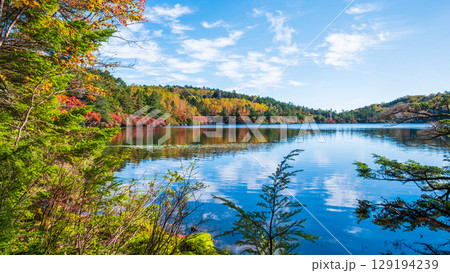 秋の白駒池 129194239