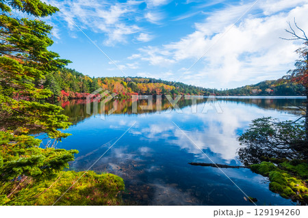 秋の白駒池 129194260