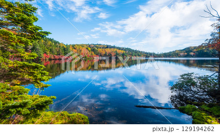 秋の白駒池 129194262