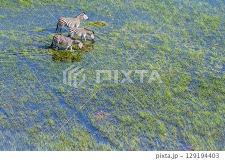Aerial shot of Zebras grazing in the Okavango Delta 129194403