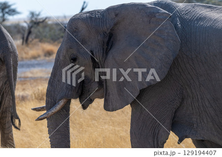 Elephant herd grazing in Etosha Elephant herd grazing in Etosha 129194407