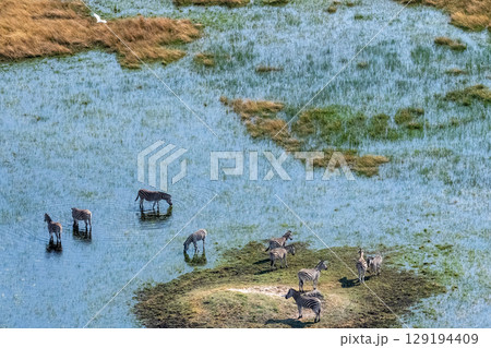 Aerial shot of Zebras grazing in the Okavango Delta 129194409