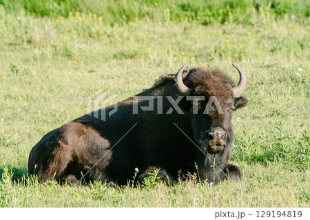 バイソン59 129194819