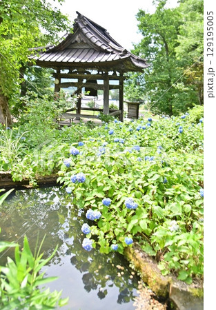 あじさい寺として有名な高源院の鐘楼 あじさい寺として有名な高源院の鐘楼 129195005