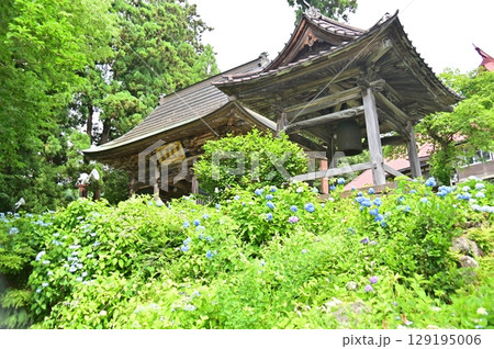 紫陽花に包まれた高源院の山門と鐘楼 紫陽花に包まれた高源院の山門と鐘楼 129195006