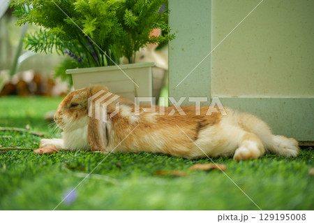 rabbit resting in garden rabbit resting in garden 129195008