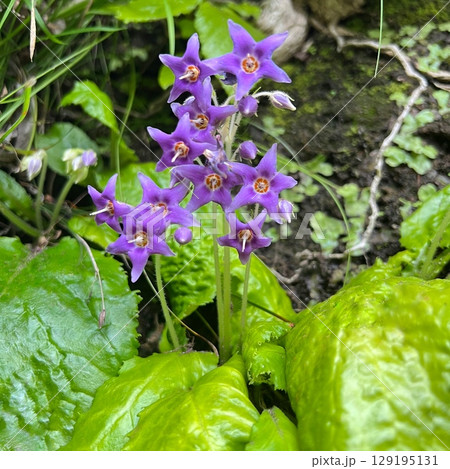 イワタバコの紫色の花、山野草の岩煙草、星型の花びらの植物、紫色の野草、山中で見られる紫色の花 イワタバコの紫色の花、山野草の岩煙草、星型の花びらの植物、紫色の野草、山中で見られる紫色の花 129195131