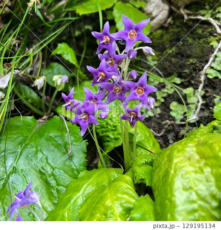 イワタバコの紫色の花、山野草の岩煙草、星型の花びらの植物、紫色の野草、山中で見られる紫色の花 イワタバコの紫色の花、山野草の岩煙草、星型の花びらの植物、紫色の野草、山中で見られる紫色の花 129195134