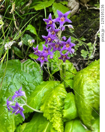 イワタバコの紫色の花、山野草の岩煙草、星型の花びらの植物、紫色の野草、山中で見られる紫色の花 129195136