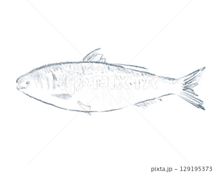 コハダのシンプルな線画イラスト コハダのシンプルな線画イラスト 129195373