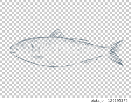 コハダのシンプルな線画イラスト コハダのシンプルな線画イラスト 129195373