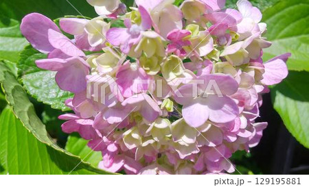 紫色の装飾花を備えるアジサイの手毬咲きの花房をクローズアップで撮影した写真 紫色の装飾花を備えるアジサイの手毬咲きの花房をクローズアップで撮影した写真 129195881