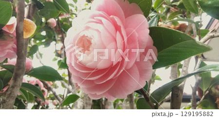 美しいピンクの椿の花 美しいピンクの椿の花 129195882