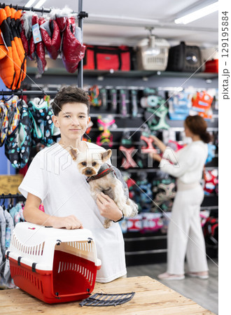 Teen boy choose carrier for small pet Yorkshire terrier dog 129195884