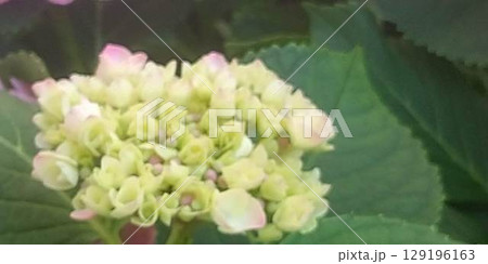 咲き始めたアジサイの花 129196163