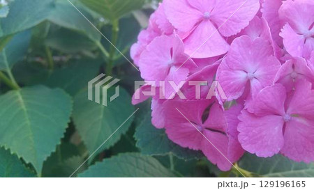 濃いピンク色の紫陽花 129196165