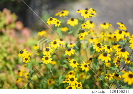 ルドベキア 夏 黄色い 花 イメージ 129196255