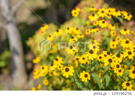 ルドベキア 夏 黄色い 花 イメージ ルドベキア 夏 黄色い 花 イメージ 129196256
